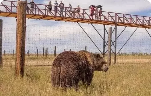 Wild Animal Sanctuary