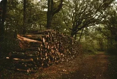 Stacked logs on wooded land, representing land sold by Will C. to Landacy